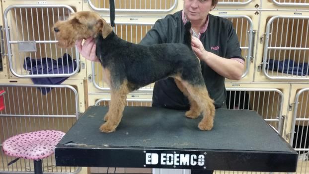 A happy customer of Twickenton Dog & Cat Grooming