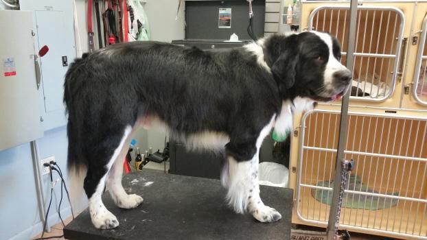 A happy customer of Twickenton Dog & Cat Grooming