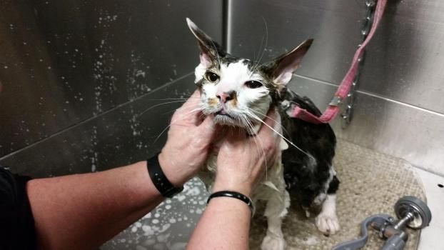 A happy customer of Twickenton Dog & Cat Grooming