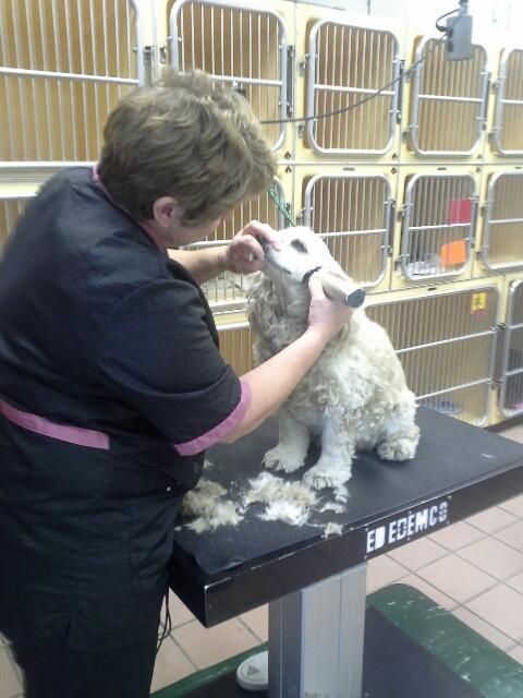 A recent dog grooming job in the  area