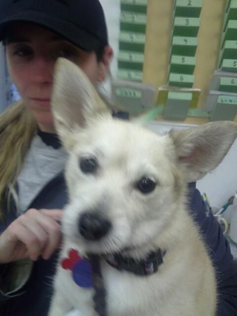 A happy customer of Twickenton Dog & Cat Grooming