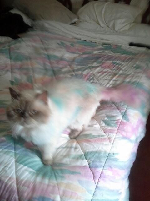 A recent expert grooming job in the  area