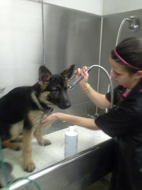 A recent dog grooming job in the  area