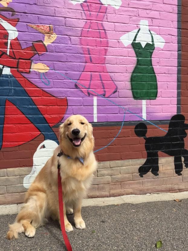 A happy customer of Twickenton Dog & Cat Grooming