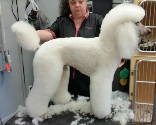 A happy customer of Twickenton Dog & Cat Grooming