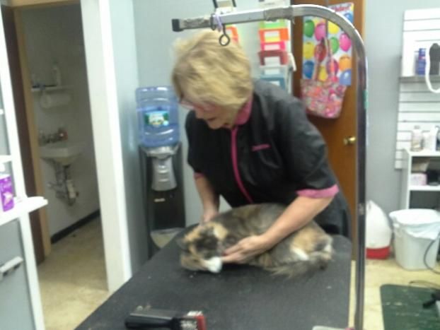 A recent dog grooming job in the  area